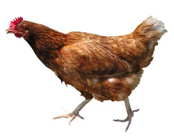 Here chick chick chick...
